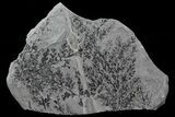 Pennsylvanian Fossil Plant (Sphenopteridium) - Kinney Quarry, NM #80443-1
